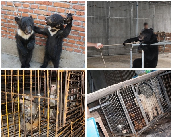 為了訓練幼熊學會站立、雜耍，馬戲團通常會用鍊子的長度限制牠們只能用雙腳站立，右下圖是馬戲團內表演的狗，明顯飼養環境與狀況都很不好。　取自PETA