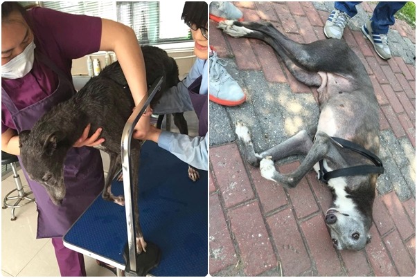 灰灰在唐山小動物保護協會時進行了初步的治療，但還沒有動手術，所以右前腳跛跛的。　取自(左圖) gofundme、(右圖) Hui Hui臉書