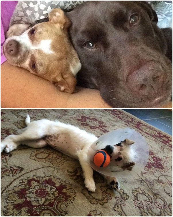 多博拉家中原本養了吉娃娃及巧克力拉拉，自從吉娃過世後，拉拉就心情鬱悶，不過莉莎被領養回家後，馬上跟拉拉成為好朋友。　取自Christine Doblar臉書