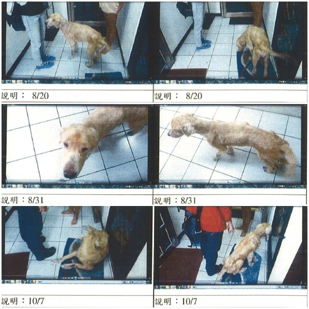 台北市動保處雖每月訪查,但仍阻止不了憾事發生。 陳建銘議員辦公室/提供