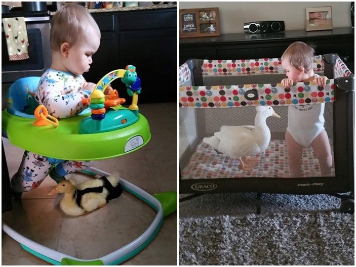 嗶克從小就會跟在泰勒身邊！左圖可以看到嗶克身上穿的是接便便的特殊尿布喔！右圖也有穿，只是會被翅膀擋住。　取自Mr. T and Bee 