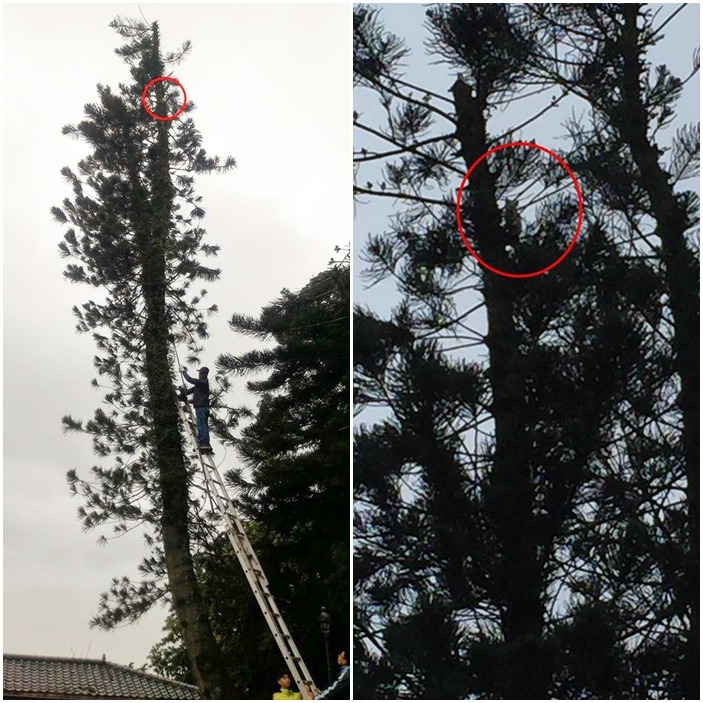 最後越爬越高到了7-8層樓的地方,連鋁梯都搆不到。 取自收容所的過客