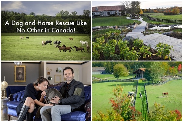 狗故事協會收容所面積共有50英畝，裡頭收容的馬跟狗都有專門的訓練師，協助牠們準備好被人領養。　取自Dog Tales Rescue and Sanctuary