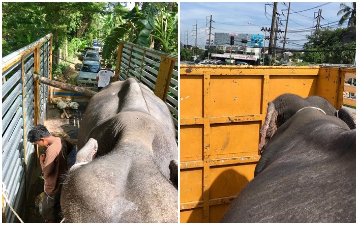 達令被救援者帶上卡車(左),幾個小時後,就會到達可以讓牠安享晚年的庇護所。 取自Phuket Elephant Sanctuary臉書