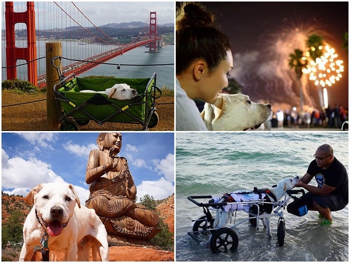 Poh一共去了超過35個城市、和飼主走過了40,000哩路。 取自pohthedogsbigadventure