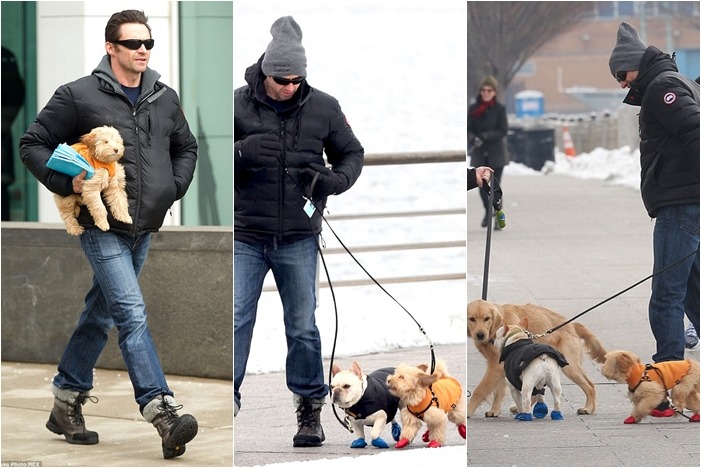 休傑克曼擔心愛犬著涼，遛狗時會把狗狗夾在腋下、等到穿上鞋子才會讓狗在地面行走。　翻攝自每日郵報