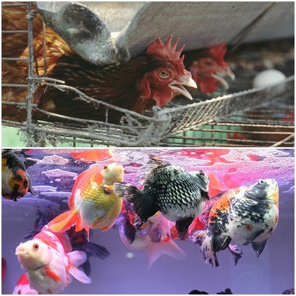 書裡包含各種領域的動物。　台灣動物新聞網資料照