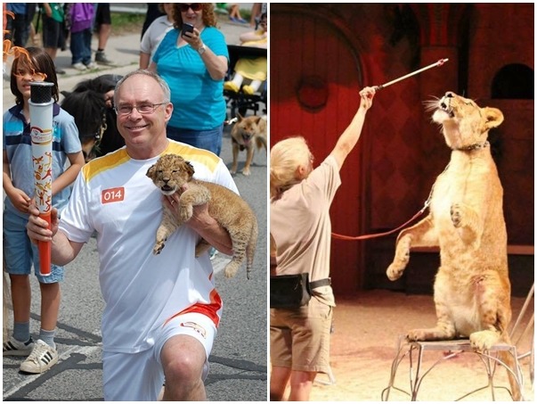 加拿大動物園的合夥人麥可，同時也是知名電影少年PI的奇幻漂流的動物訓練師，被爆出虐待老虎的影片。　取自The Bowmanville Zoological Park