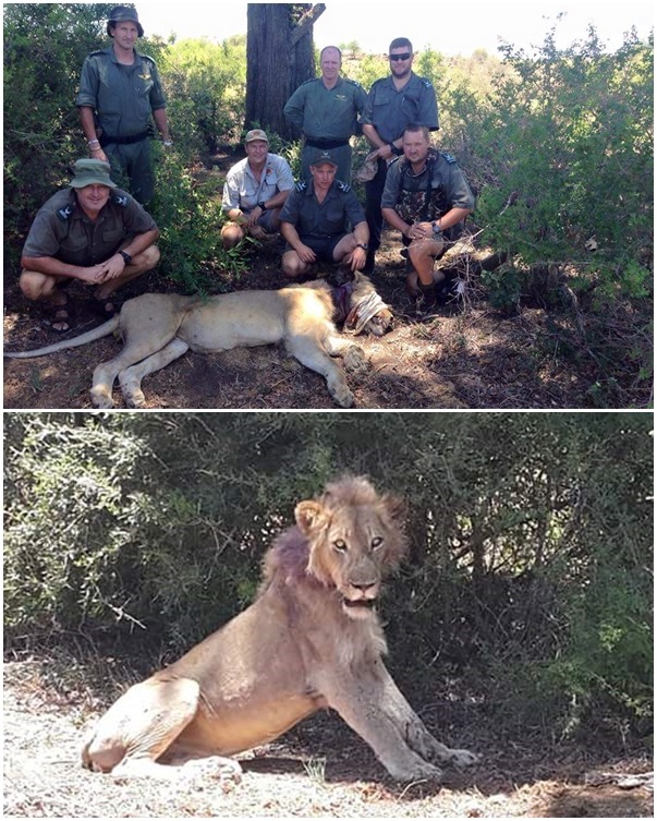 幸運的雄獅麻醉後清除了頸部的陷阱，也順利回到野外。　取自Guides & Rangers