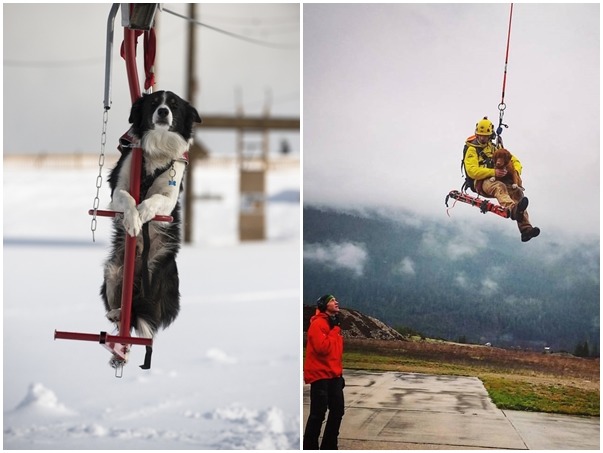 雪崩搜救犬較常見的品種為拉不拉多或黃金獵犬，也有其他例如邊境、狼犬等等。　(左圖)翻攝自每日郵報、(右圖)取自Canadian Avalanche Rescue Dog Association