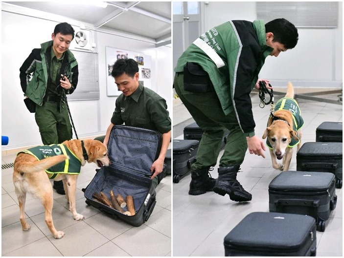 檢疫偵緝犬於示範中成功找出藏有象牙的行李。　取自香港政府新聞網