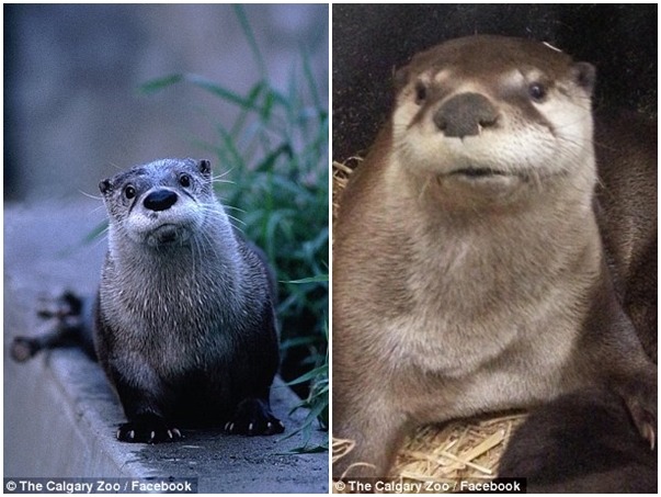 動物園內其他僅存的水獺。　翻攝自每日郵報