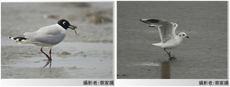 黑嘴鷗又名黑頭鷗,主要在夏羽時,頭部為黑色,但冬羽時則轉為白色,不變的是鳥嘴仍為黑色。 取自國家重要濕地保育計畫