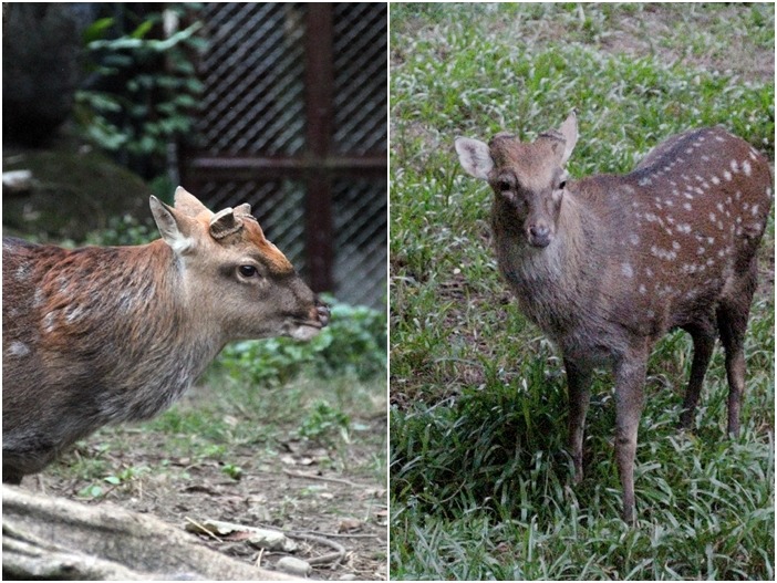 鹿科動物的角為實心的，且每年會自行掉落。最近台北市立動物園的「偉哥」和「梅柑」因為進入配種季節，為了防範打架受傷，於是把鹿角鋸掉。　台北動物園(宇琁/攝)