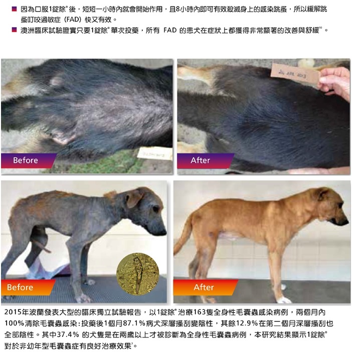 1錠除因為可以快速殺死跳蚤、減少被叮咬頻率，所以能舒緩跳蚤叮咬過敏症；此外也能殺死蟎蟲類寄生蟲，對感染毛囊蟲的狗狗而言是個好消息！　英特威/提供