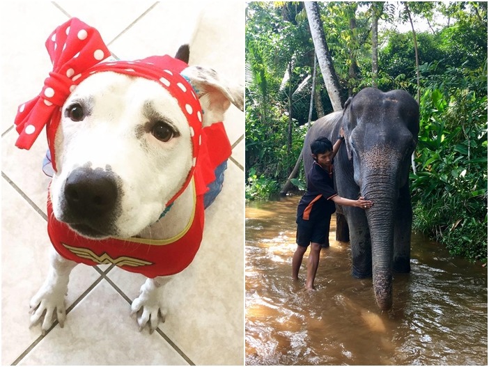 缺耳的比特犬愛比蓋爾(左圖)與失明的大象達令(右圖)都幸運重獲新生。 (左)取自Bonnets For Abigail臉書、(右)取自Phuket Elephant Sanctuary臉書