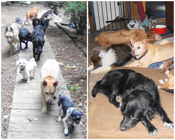 老友老狗庇護所有自己的收容所，約可以安置50隻左右的狗狗，另外他們也有擁有寄宿家庭，大約照顧了150隻老狗。　取自Old Friends Senior Dog Sanctuary
