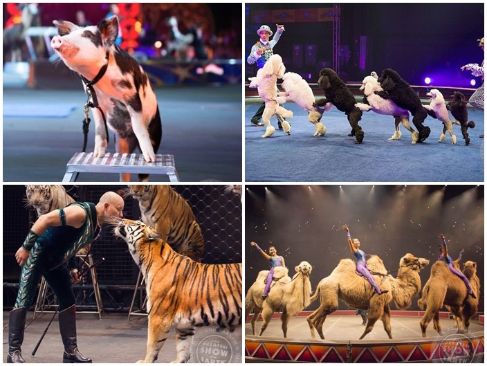 玲玲馬戲團裡有許多不同種類的動物表演，一向招人非議。　取自Ringling Bros. and Barnum & Bailey Circus