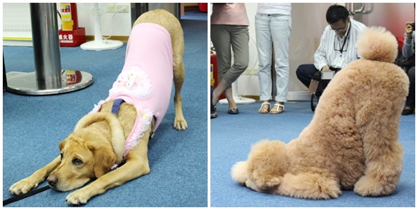 熊爸教飼主用正增強方式簡易訓練狗狗學會伸懶腰。　何宜/攝