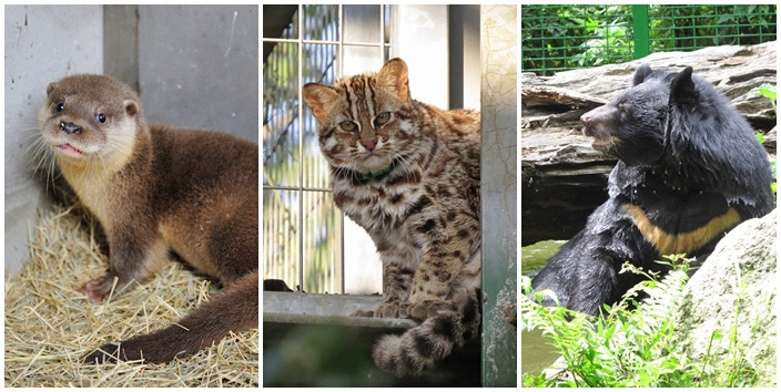 台灣有許多瀕危的野生動物，如果我們保育的腳步慢過於牠們傷亡的速度，或許將來只能在動物園裡看見牠們。　台北市立動物園、特生中心/提供