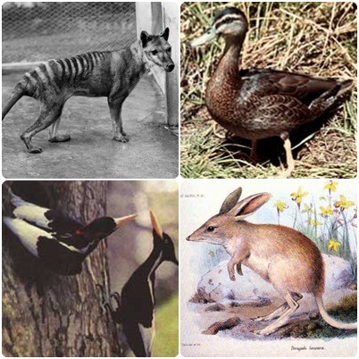 經IUCN認定為「EX，滅絕」的族群，(左上)袋狼、(左下)帝啄木、(右上)加姆島鴨、(右下) 小兔形袋狸。　取自網路