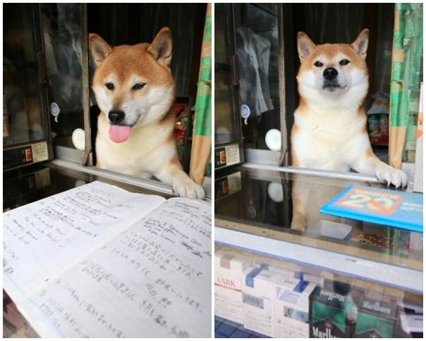 日本東京鈴木商店的柴犬，除了顧店外還會幫忙招呼客人！　取自livedoor(梅村直承/攝)
