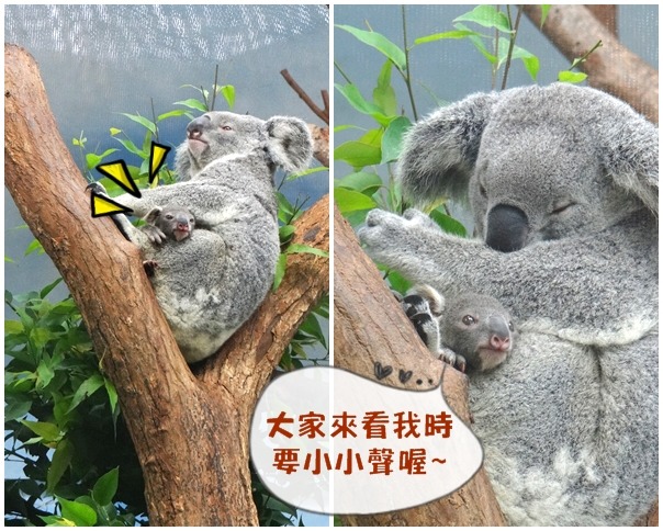 新手媽媽艾蜜莉與袋中終於亮相的Joey寶寶，探視牠的民眾記得要輕聲細語喔！　台北動物園/提供