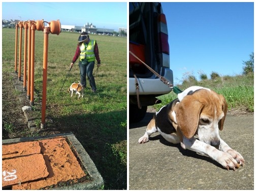 由屏科大工作犬訓練中心培育的紅火蟻偵測犬，左圖為在機場進行偵測(非此事件)、右為偵測犬Snoopy。　取自保育偵測犬臉書
