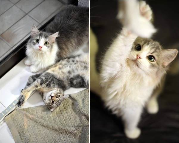 該店老闆表示希望將店交給其他人經營。　取自Cuddles Cat Cafe