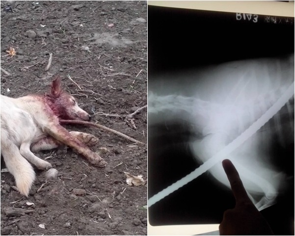 去年底發生鋼筋刺入狗身的事件，懷疑是有人惡意虐狗，而傷狗隔日就死亡。　翻攝自臉書