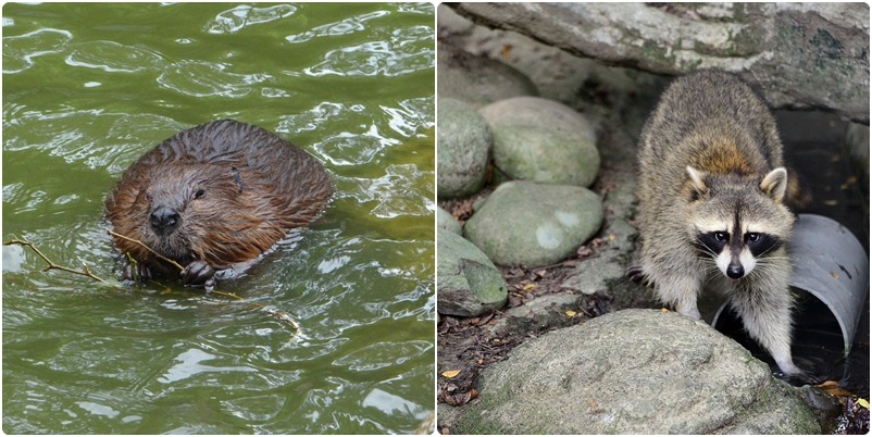 左為第一次當爸爸的河狸羅賓、右邊同樣是新手爸爸小雄！ 台北動物園/提供