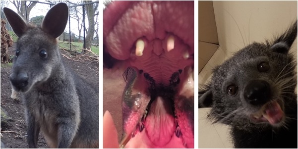 中間那位河馬….自拍不要拍嘴巴啦～XDD　取自Herald Scotland