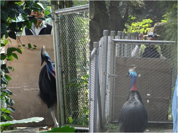 保育員祭出麵包丁、檔板，希望東施趕緊入住新厝！　　台北動物園-惠珍/攝
