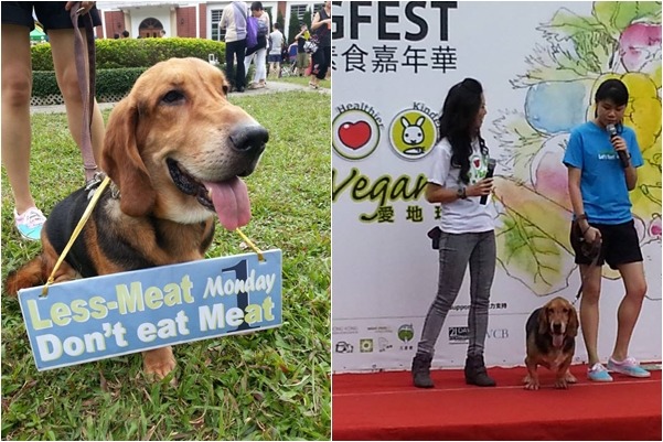 混巴吉度獵犬的Boogie已吃素4年，脾氣變得友善溫和。　取自Less-Meat Monday Let's Meet臉書