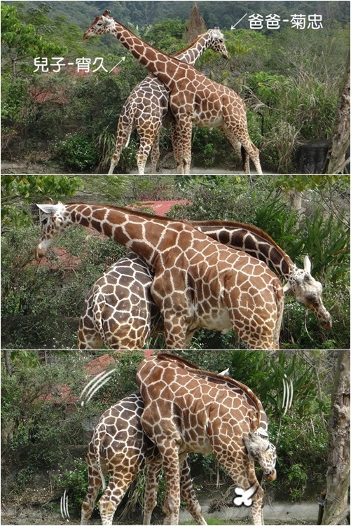 動物園內現在共有2隻公長頸鹿、4隻母長頸鹿，最近因為爭地盤、懷孕而讓非洲動物區相當熱鬧。　動物園-惠珍/攝
