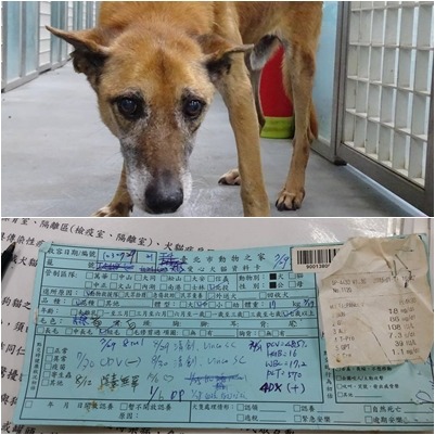 阿明在3月1日被人領養，而家中有飼養狗狗的飼主平時一定要做好心絲蟲預防！　取自內湖動物之家