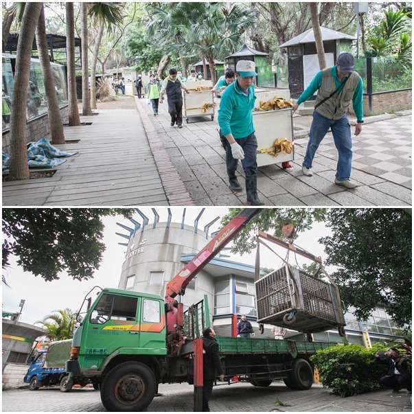 有鑑於去年阿河摔車死亡事件，新竹動物園面對這次動物搬遷，特別謹慎與台北動物園規劃。　新竹動物園/提供