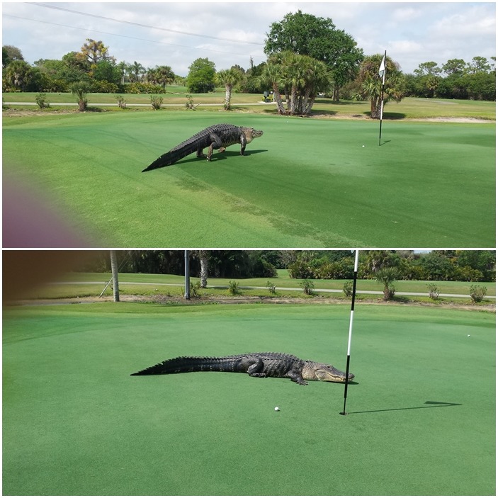 鱷魚悠哉的趴在第7洞旗杆旁,一群人決定拍完照片後就留給這隻鱷魚一點私人空間。 Dick Huber/攝