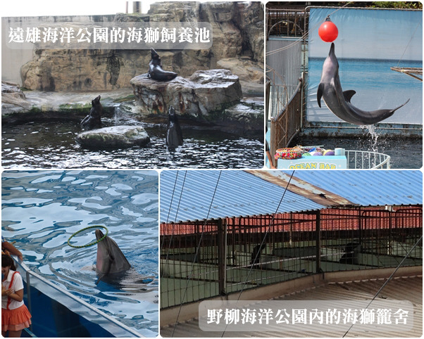 圈養環境單調、甚至是用水泥搭建，另外海豚表演完全違反動物天性。　動社會/提供