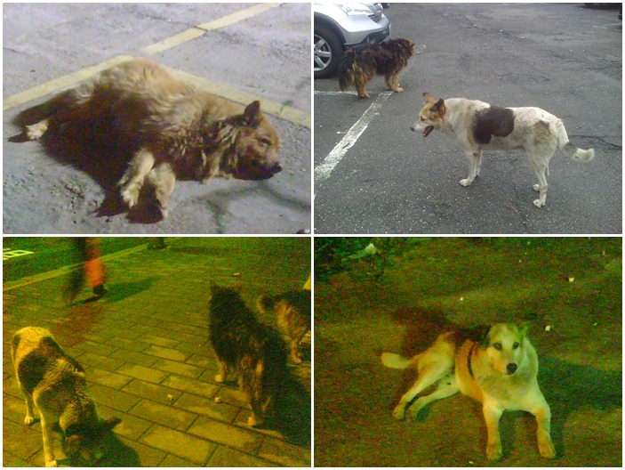 被問及有沒有曾想過要放棄,史康迪說,當你被狗狗們的大眼睛注視著的時候,你只會擔心他們吃飽了沒! 史康迪/提供