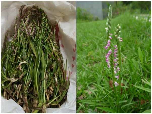 每年4月至5月初,關渡自然公園園區內草地陸續綻放淡雅美麗的綬草(圖右),但上月底卻出現民眾盜採(圖左)。 台北市動保處/提供
