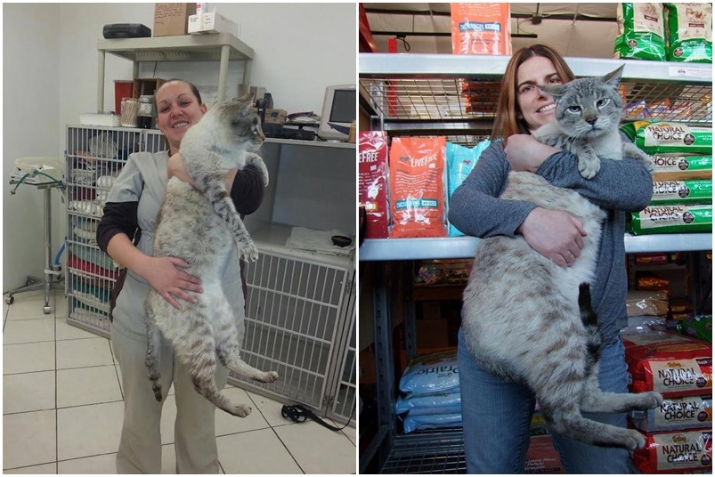 安德烈剛被帶回來時，獸醫說營養不良體重過輕，目前恢復健康後體重有11公斤！　取自Andre the Giant Cat臉書