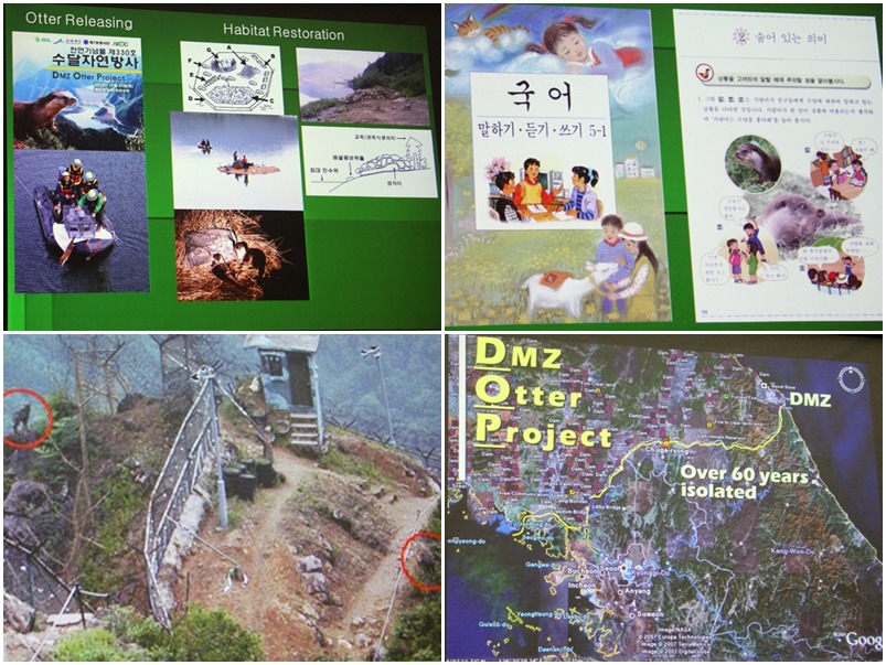 韓國水獺被列入國小課本中(右上)、而DMZ非武裝地帶水獺計畫也相當成功(右下)。左下圖為兩韓交界野生動物無法相見的照片。　翻攝自投影片