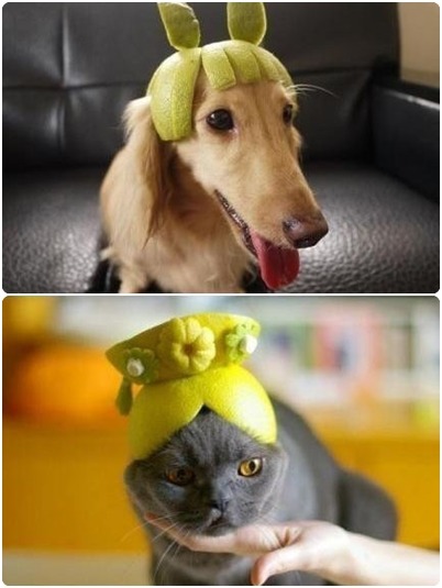 你也有雕塑柚子的功力嗎?一起來參加柚燈大賽吧! 取自網路