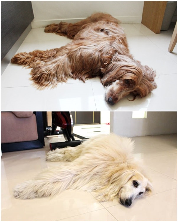 馬妞跟馬克每天在家都是安靜的趴在地上休息、納涼,如果不說,剛進門的你很難發現屋內有兩隻大型狗呢! 何宜/攝