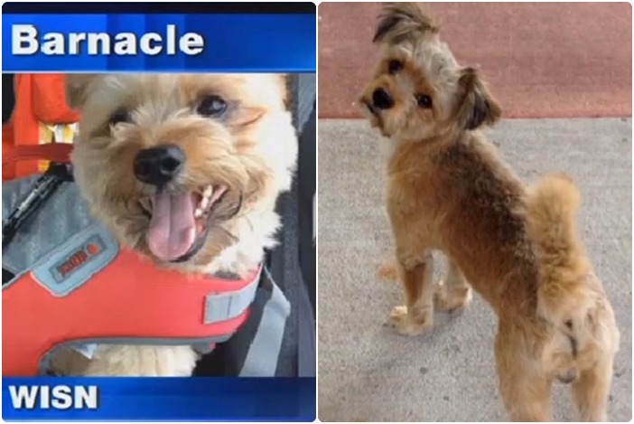 米克斯梗犬幸運被海岸警衛隊收編，成為隊上的正式成員！　翻攝自wkow.com影片