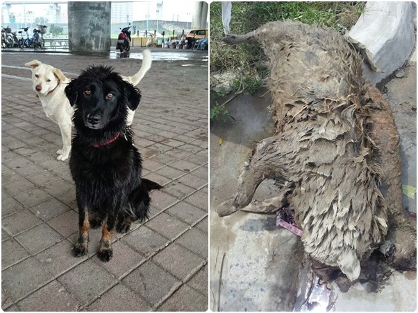 颱風過後,有躲過一劫的浪浪,也有不幸往生的貓咪。 取自楊萱臉書