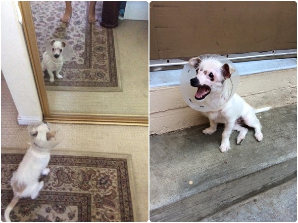 多博拉表示自己從莉莎身上學到很多，而可愛的莉莎能找到一個疼愛牠的好歸宿也令人開心。　取自Christine Doblar臉書