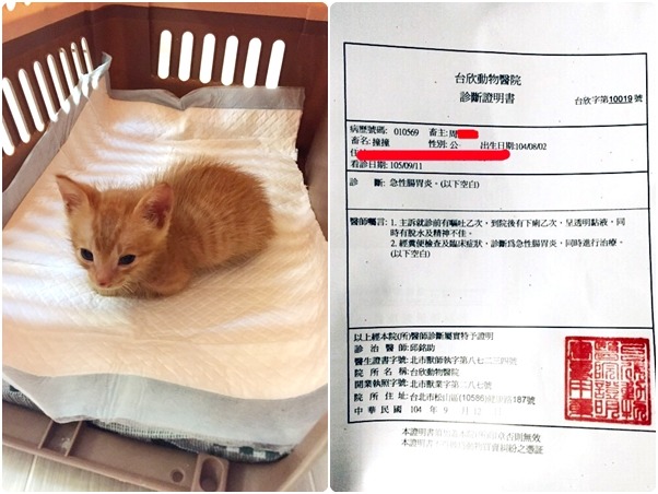 撞撞在短短5天內罹患急性腸胃炎，送醫後緊急吊點滴幸運撿回一命。　周小姐/提供
