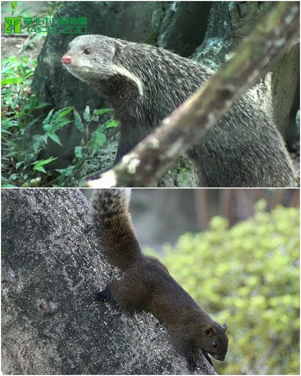 照片中的生物有沒有可能是食蟹獴？或是赤腹松鼠？ (上圖)取自台北動物園、(下圖) By J. Patrick Fischer via Wikimedia Commons